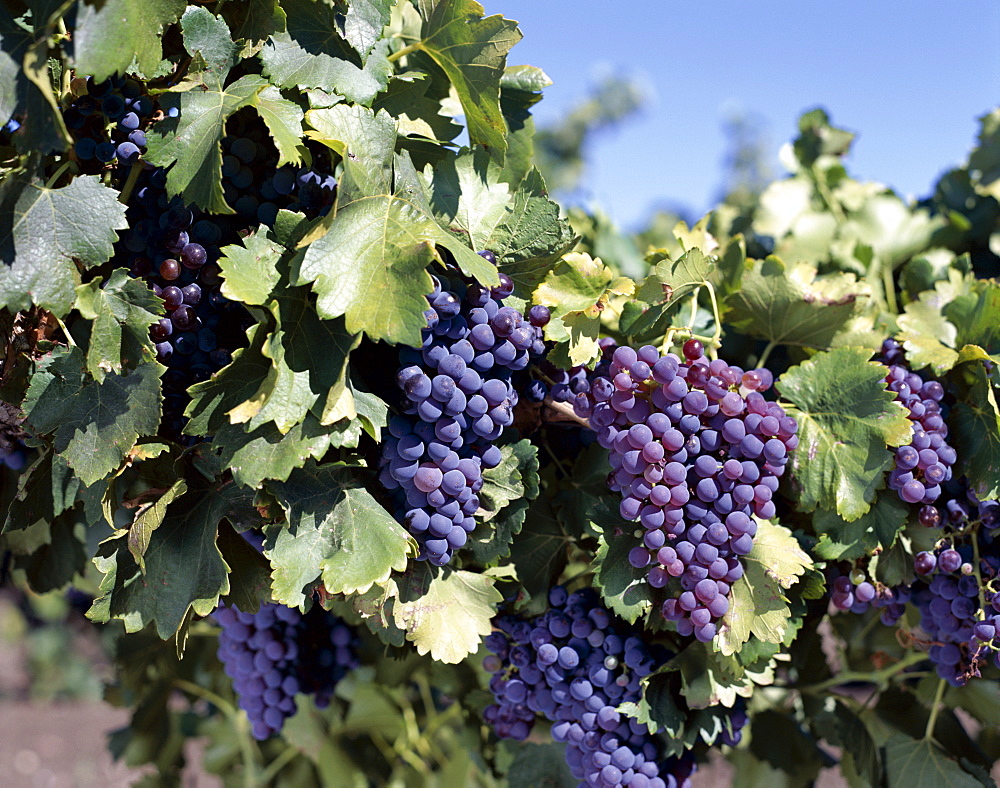 Cabernet grapes, Nuriootpa, Barossa Valley, South Australia, Australia, Pacific