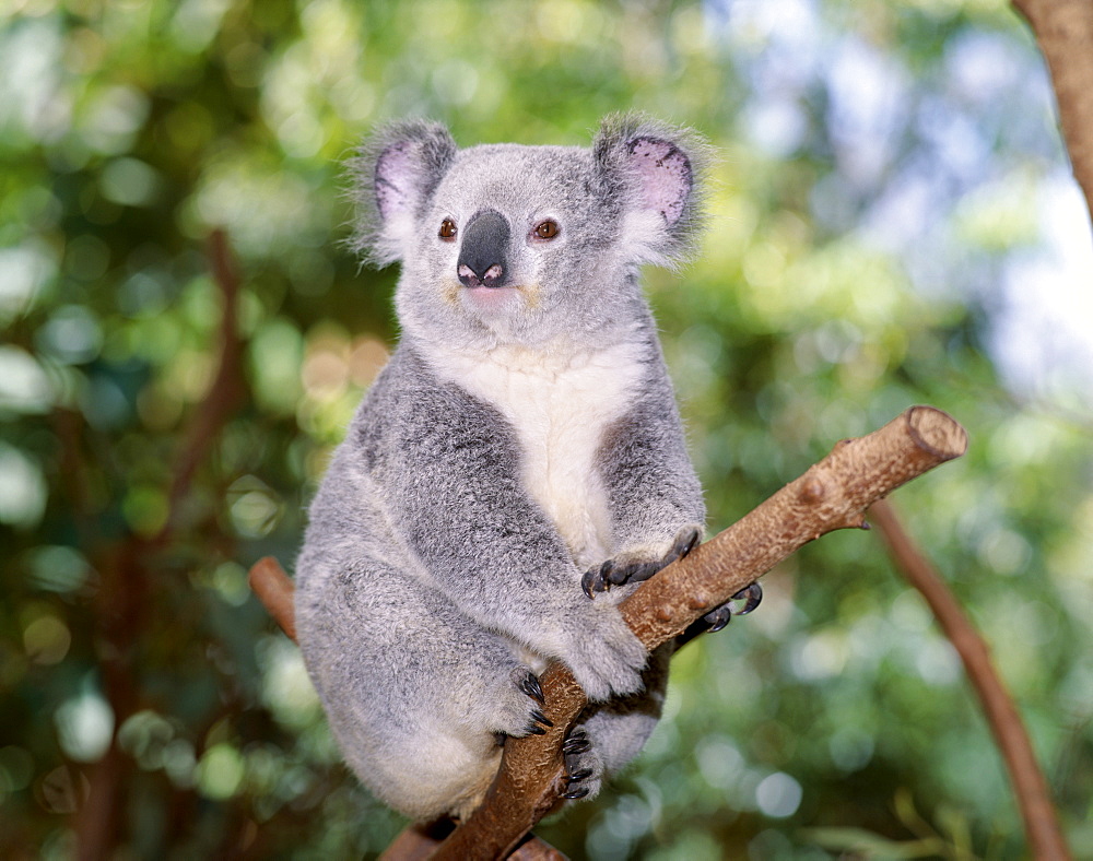 Koala bear on eucalyptus tree, Lone Pine Sanctuary, Brisbane, Queensland, Australia, Pacific