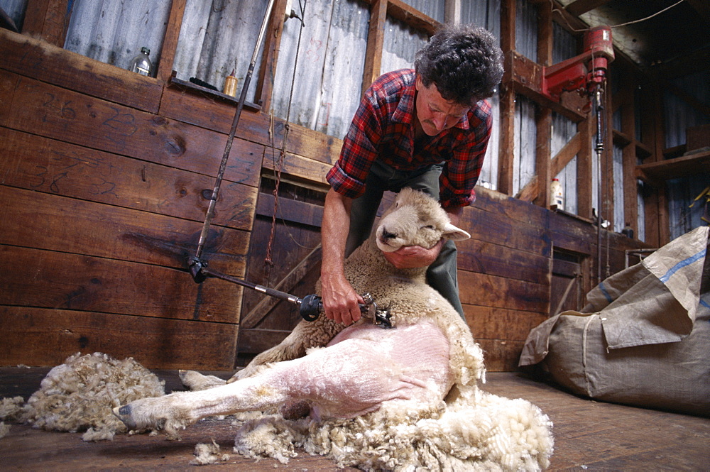 Farmer sheep shearing, North Island, New Zealand, Pacific