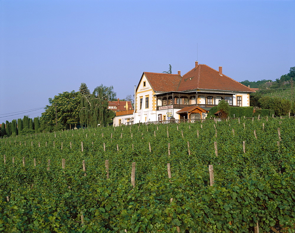 Vineyards and house, Badacsony, Lake Balaton, Hungary, Europe