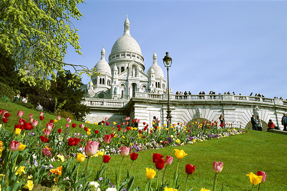 Tulips in front of the Sacre Coeur (Basilique du Sacre-Coeur), Montmartre, Paris, France, Europe