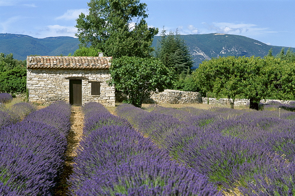 Farmhouse with lavender fields, Apt, Provence, France, Europe