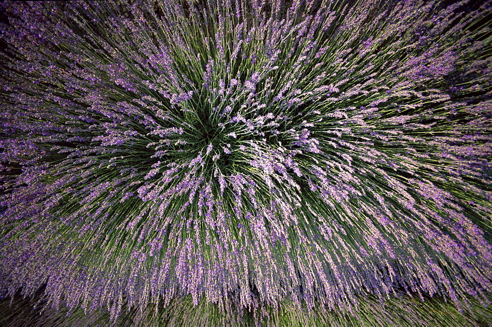 Lavender, Ferrassieres, Provence, France, Europe