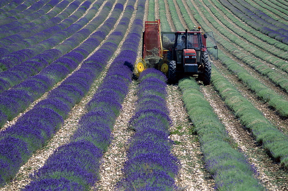 Lavender harvesting, Ferrassieres, Provence, France, Europe