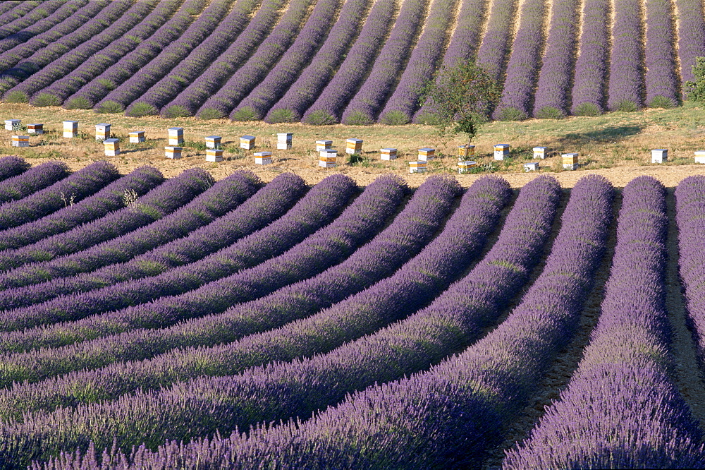 Lavender fields and beehives, Valensole, Provence, France, Europe