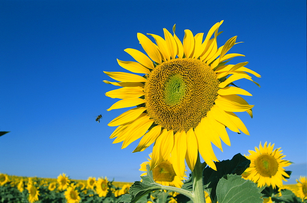 Sunflowers, Provence, France, Europe