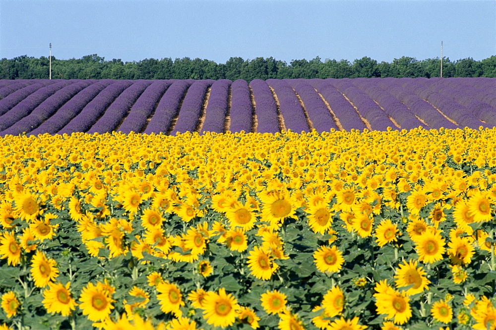 Sunflower and lavender fields, Provence, France, Europe