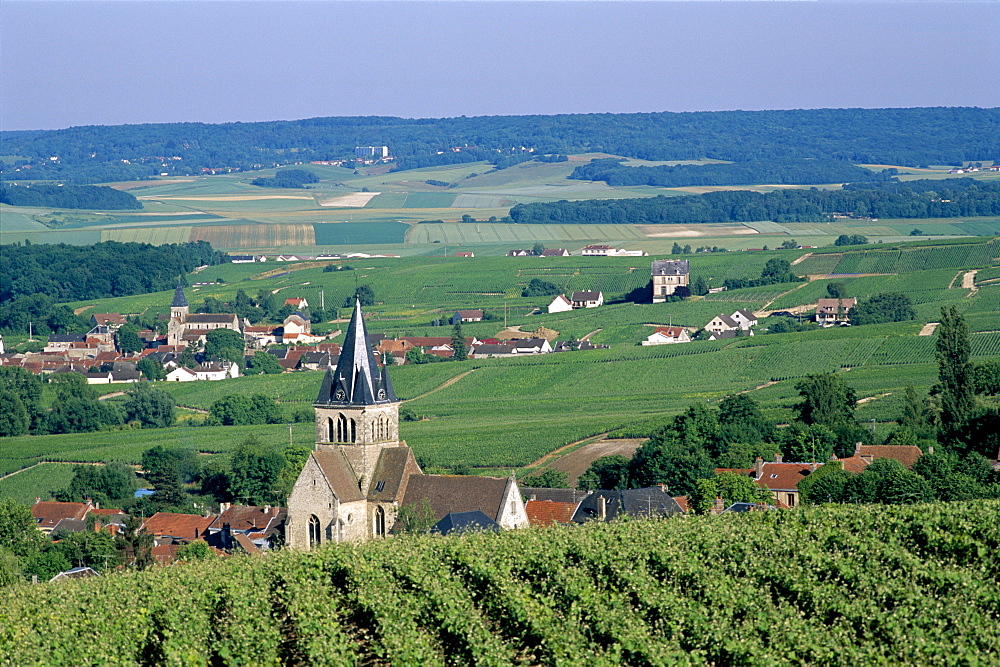 Vineyards near Reims, Champagne, France, Europe