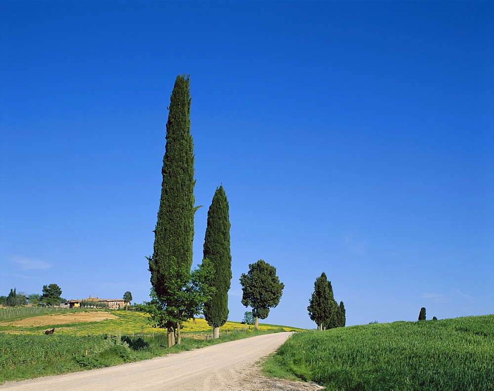 Cypress trees and road, Val d'Orcia, UNESCO World Heritage Site, Tuscany, Italy, Europe