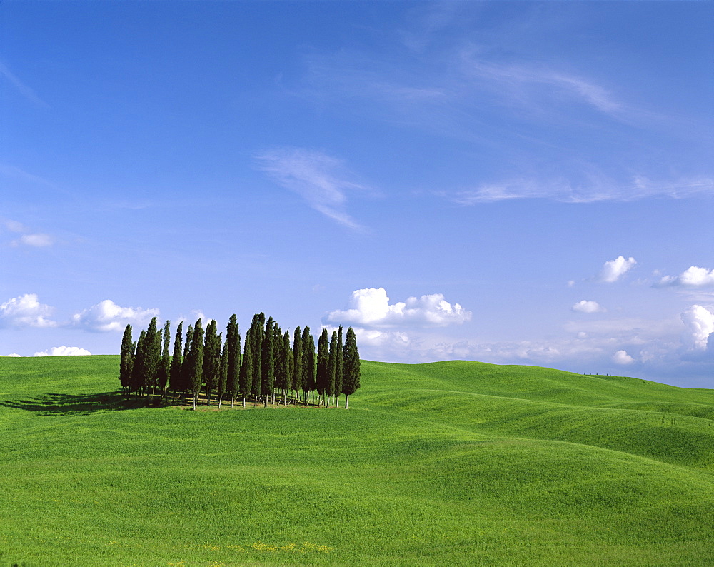 Cypress trees and green countryside, Val d'Orcia, UNESCO World Heritage Site, Tuscany, Italy, Europe