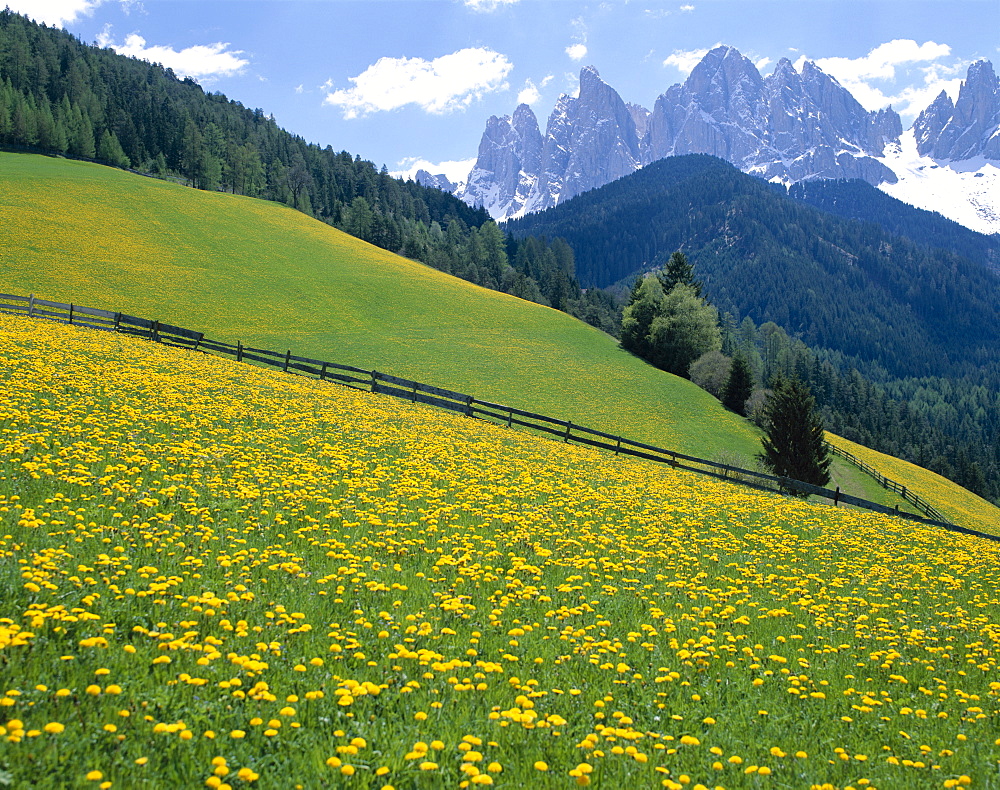 Dolomite Mountains (Dolomiti) yellow wild flowers, Villnoss, Val di Funes, Trentino, Italy, Europe