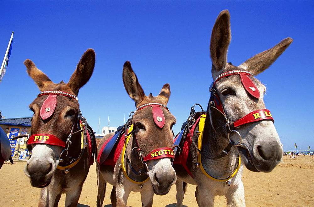 Donkeys on the beach, Skegness, Lincolnshire, England, United Kingdom, Europe