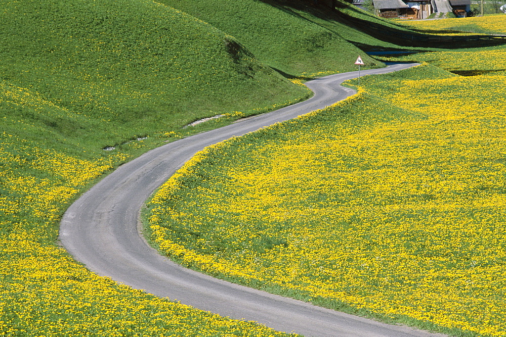 Empty winding road and yellow wild flowers, Dolomites, Italy, Europe