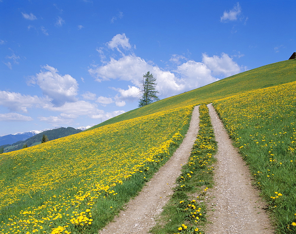 Empty winding road and yellow wild flowers, Dolomites, Italy, Europe