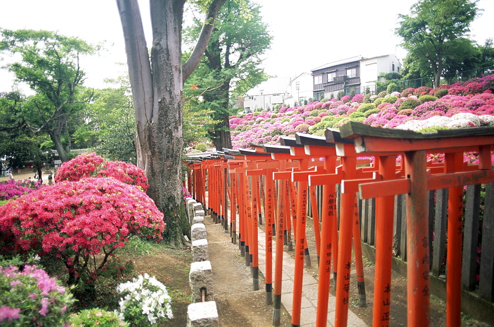 The Azalea Garden, Nezu Shrine, Tokyo, Japan, Asia