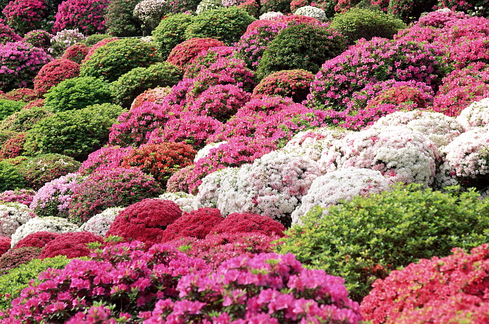 The Azalea Garden, Nezu Shrine, Tokyo, Japan, Asia