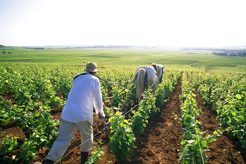 Farmer and horse ploughing vineyards, Nuits-St.-Georges, Burgundy, France, Europe