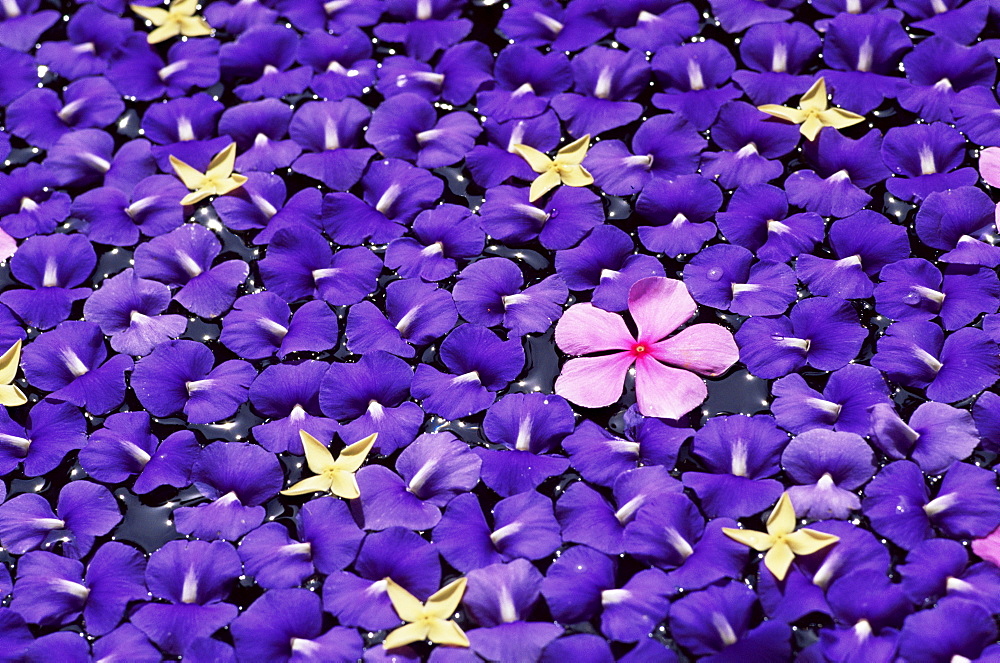 Floating flower petals, Thailand, Southeast Asia, Asia