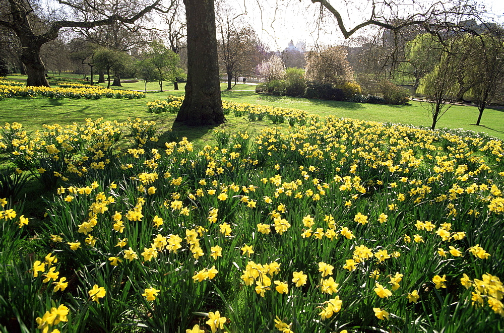 Daffodils in St. James' Park, London, England, United Kingdom, Europe