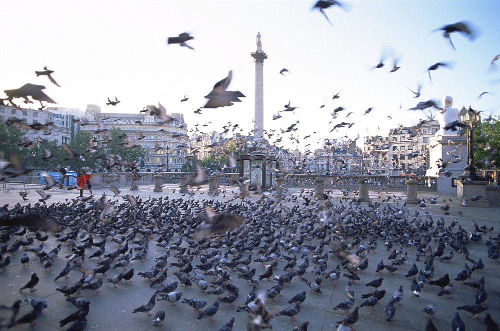 Nelsons Column, Trafalgar Square, London, England, United Kingdom, Europe