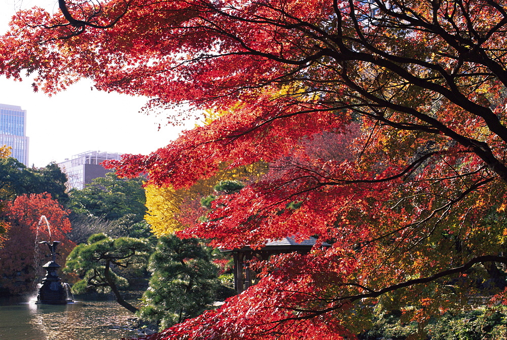 Autumn foliage, Hibiya Park, Tokyo, Japan, Asia