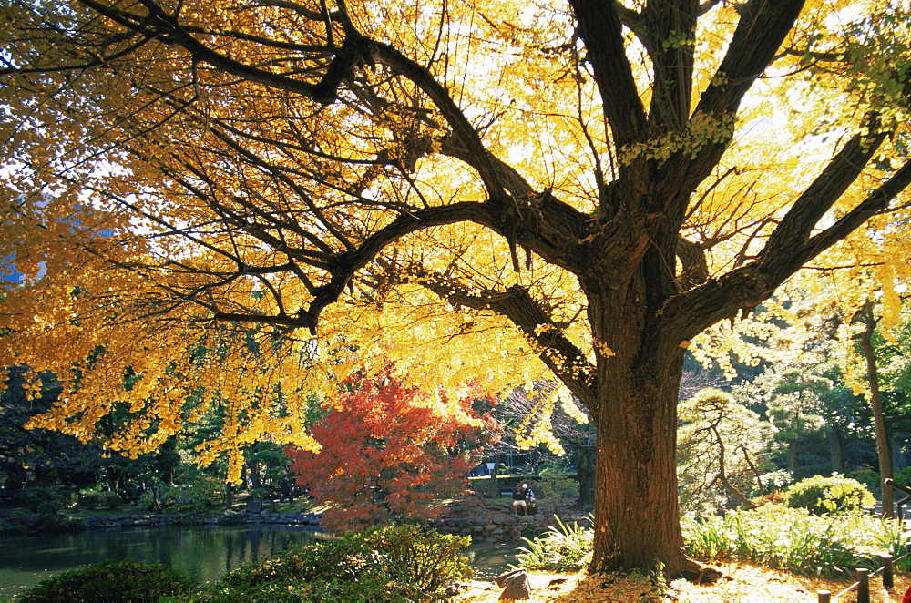 Gingko trees in autumn foliage, Hibiya Park, Tokyo, Japan, Asia