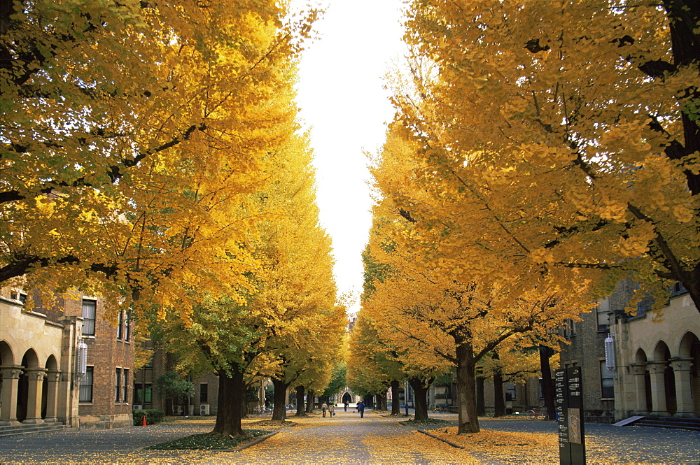 Gingko Trees with autumn foliage, Tokyo University, Tokyo, Japan, Asia