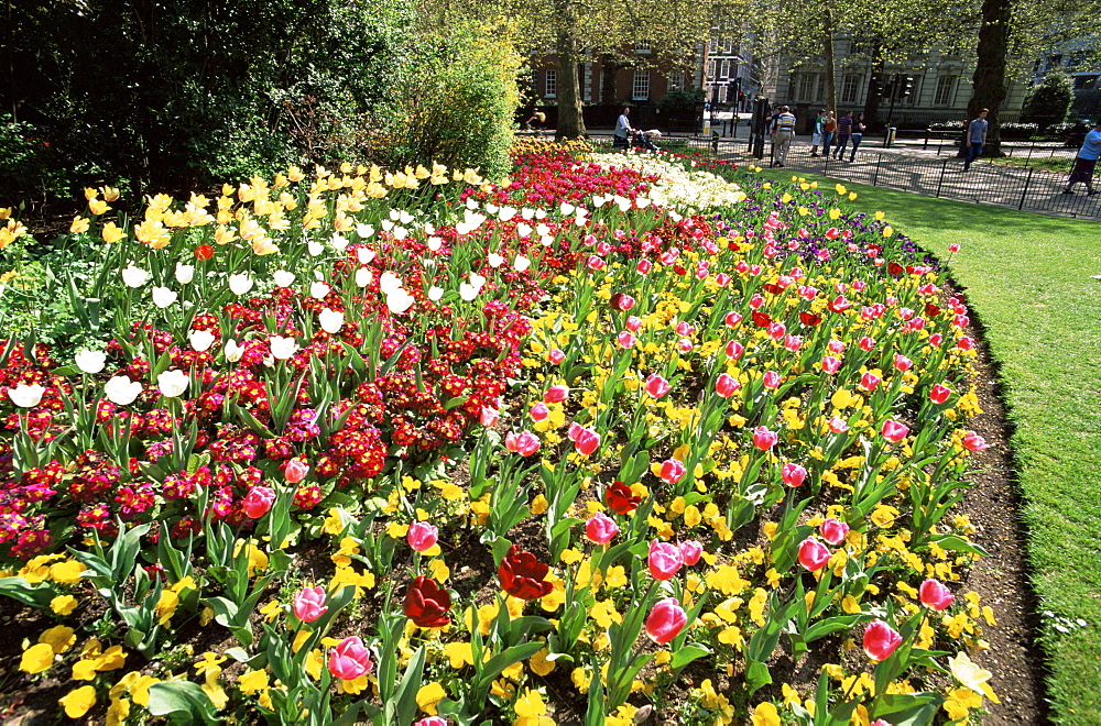 Spring flowers, St. James's Park, London, England, United Kingdom, Europe