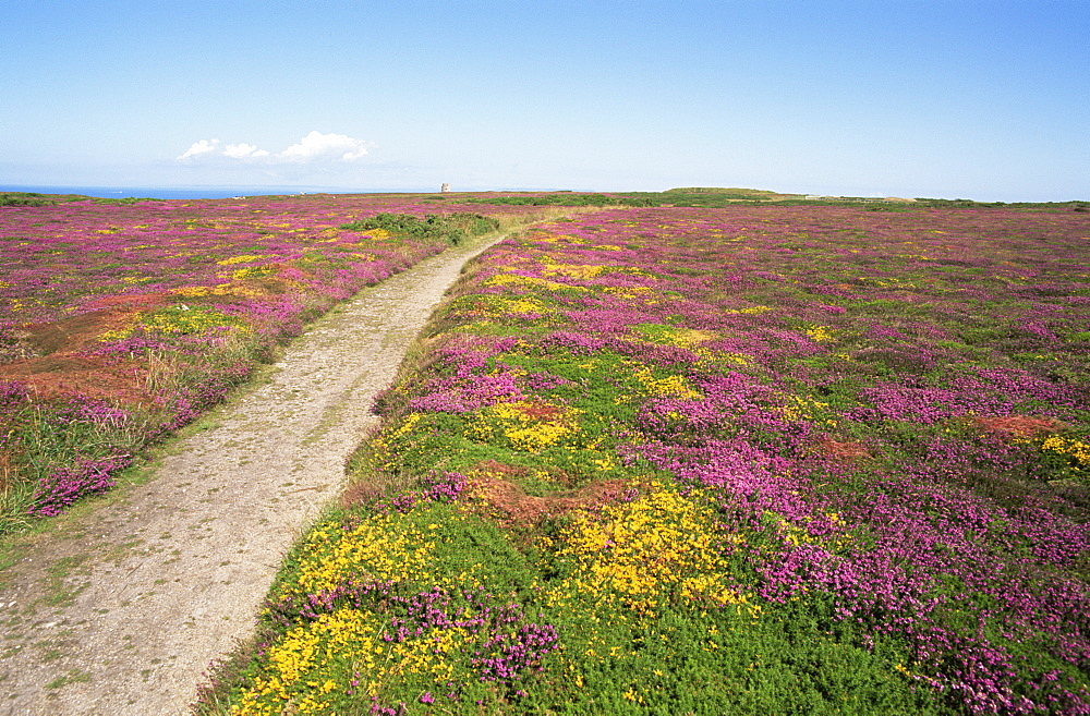 Patterns of heather and gorse in full bloom, Jersey, Channel Islands, United Kingdom, Europe