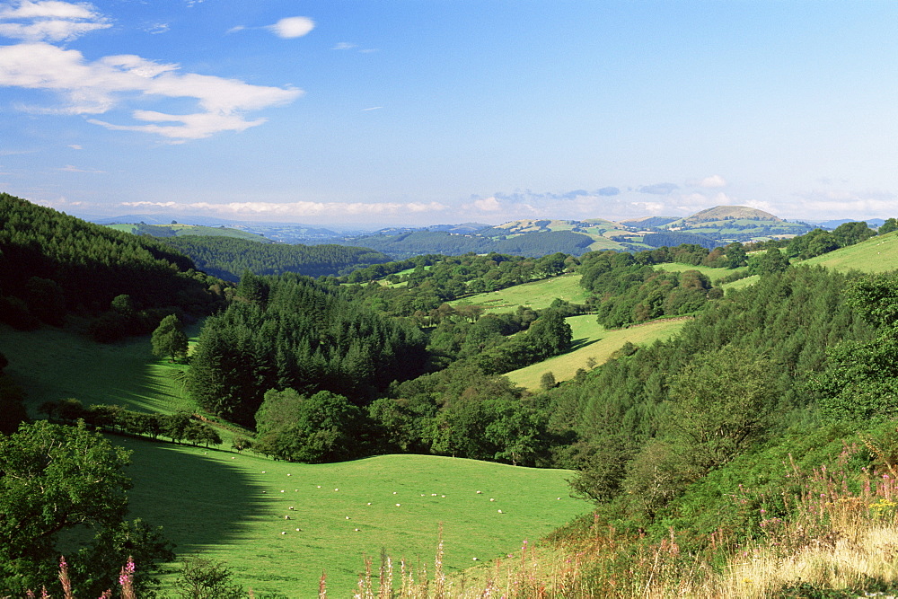 Typical countryside view, Powys, Wales, United Kingdom, Europe
