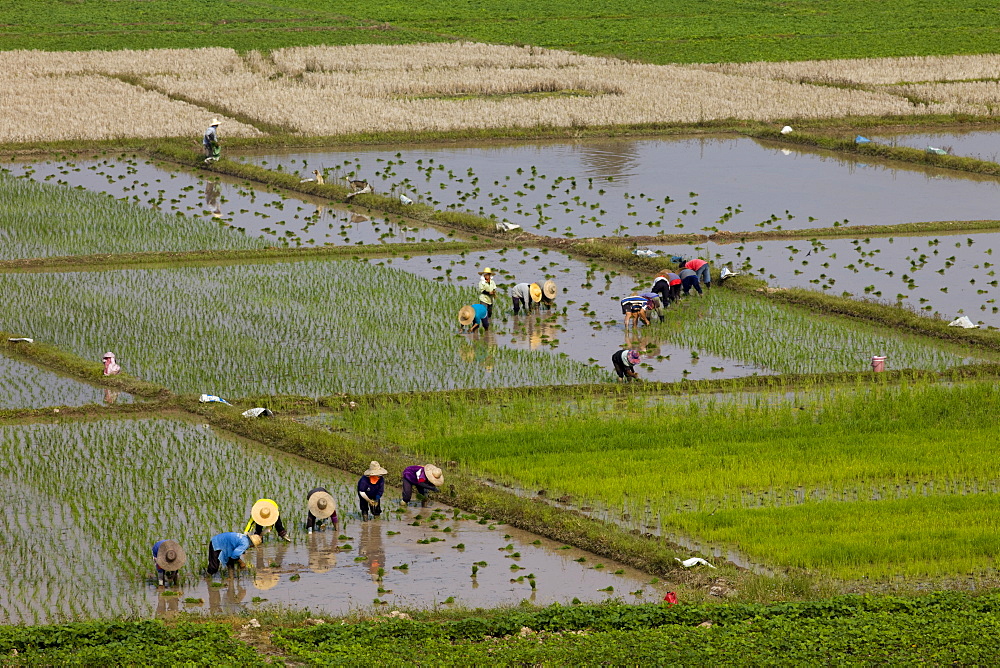 Rice planting, Chiang Mai, Thailand, Southeast Asia, Asia