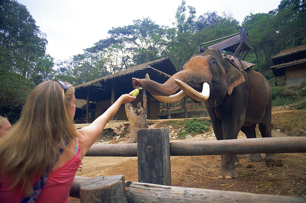 Tourist feeding elephant, Mae Sa Elephant Camp, Chiang Mai, Thailand, Southeast Asia, Asia