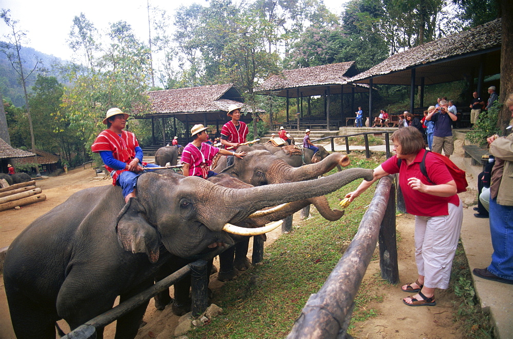 Tourists feeding elephants, Mae Sa Elephant Camp, Chiang Mai, Thailand, Southeast Asia, Asia