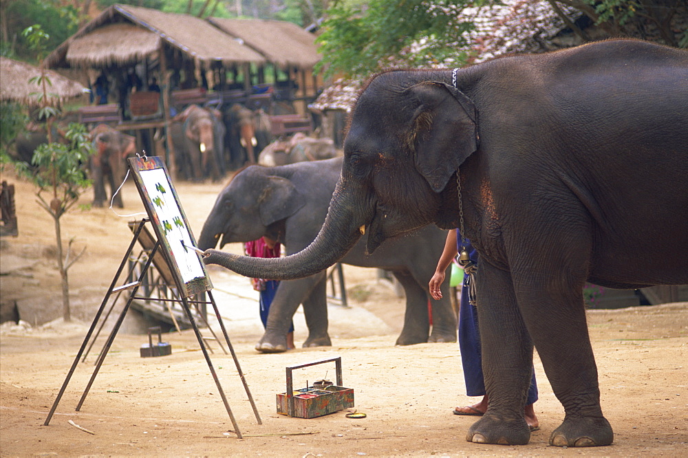 Elephant painting with its trunk, Mae Sa Elephant Camp, Chiang Mai, Thailand, Southeast Asia, Asia