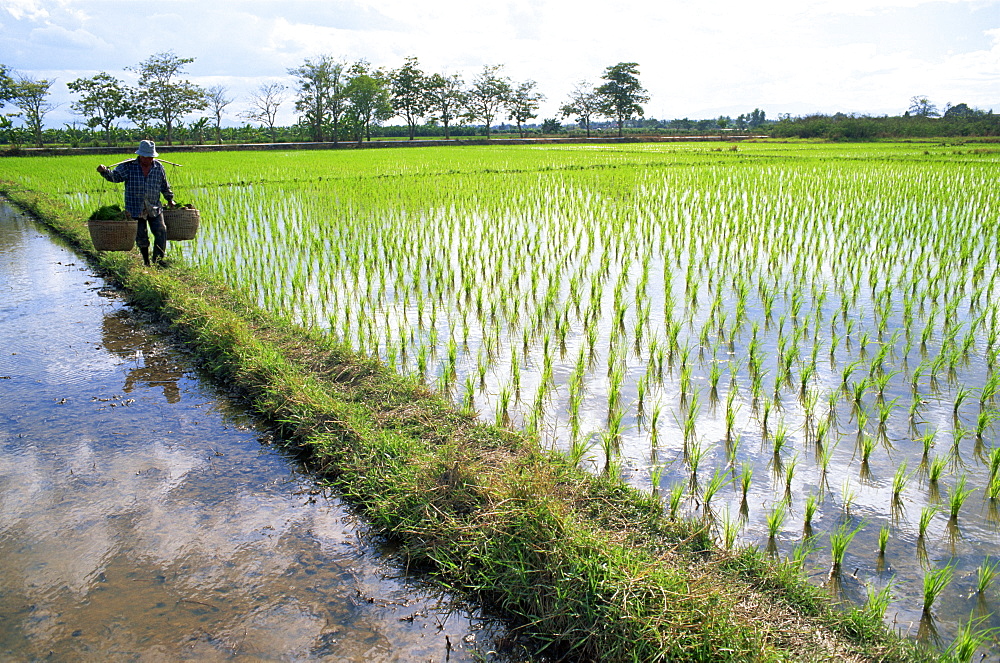 Farmer and rice paddy fields, Chiang Mai, Thailand, Southeast Asia, Asia