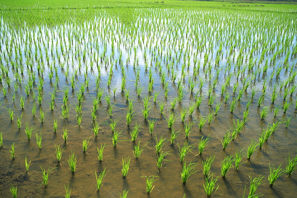 Rice paddy fields, Chiang Mai, Thailand, Southeast Asia, Asia