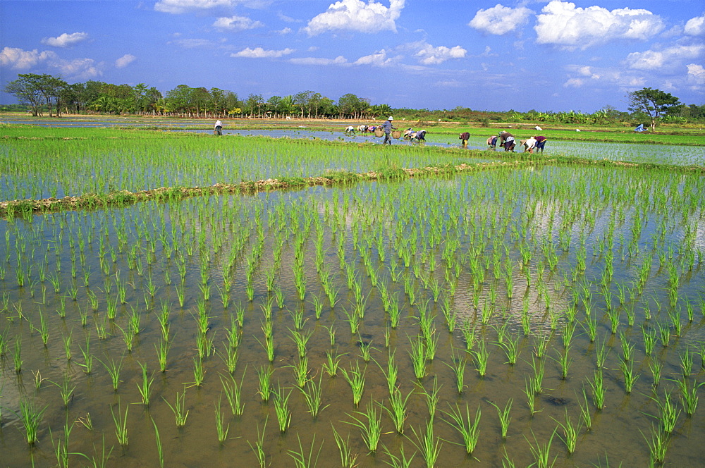 Rice paddy fields, Chiang Mai, Thailand, Southeast Asia, Asia