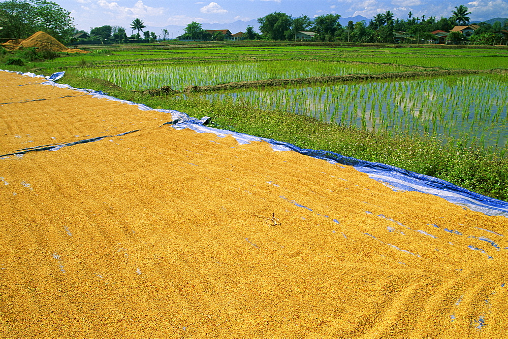 Rice drying and rice paddy fields, Chiang Mai, Thailand, Southeast Asia, Asia