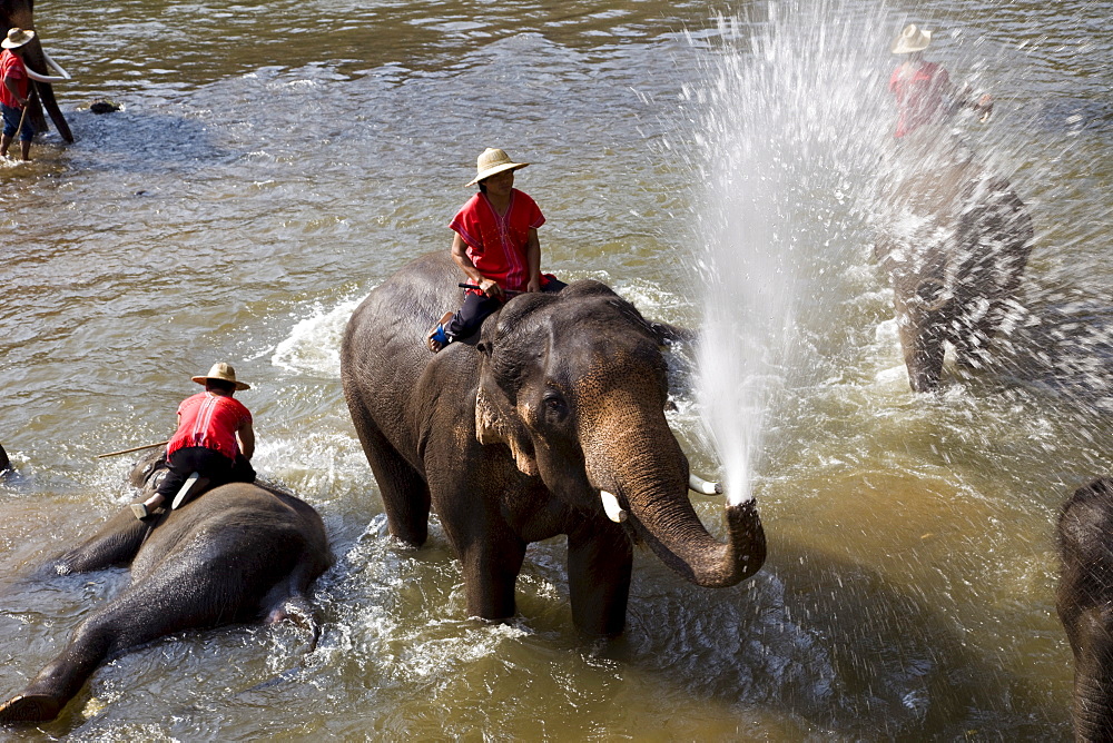 Elephants bathing, Elephant Camp, Chiang Mai, Thailand, Southeast Asia, Asia