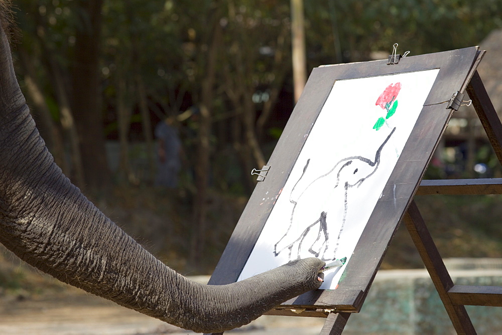 Elephant painting, Elephant Show, Elephant Camp, Chiang Mai, Thailand, Southeast Asia, Asia