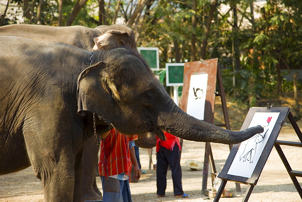 Elephant painting, Elephant Show, Elephant Camp, Chiang Mai, Thailand, Southeast Asia, Asia