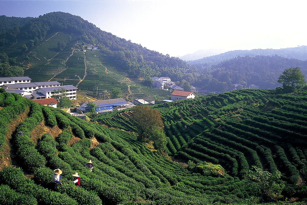 Teafields at Longjing, Hangzhou, Zhejiang Province, China, Asia