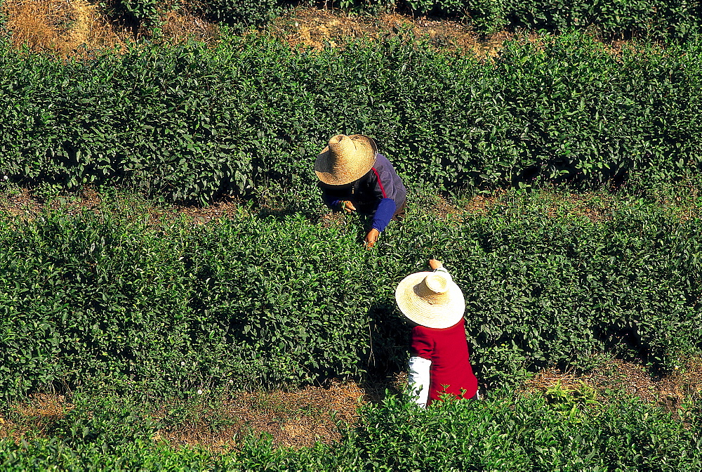 Teafields at Longjing, Hangzhou, Zhejiang Province, China, Asia