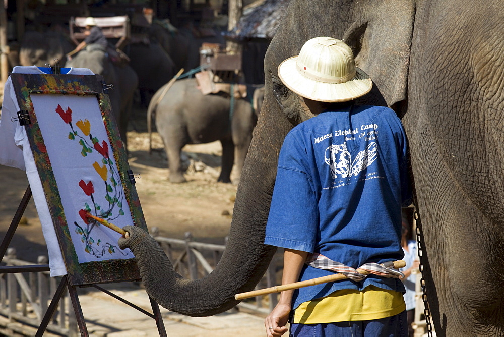 Elephant painting with its trunk, Elephant Camp, Chiang Mai, Thailand, Southeast Asia, Asia