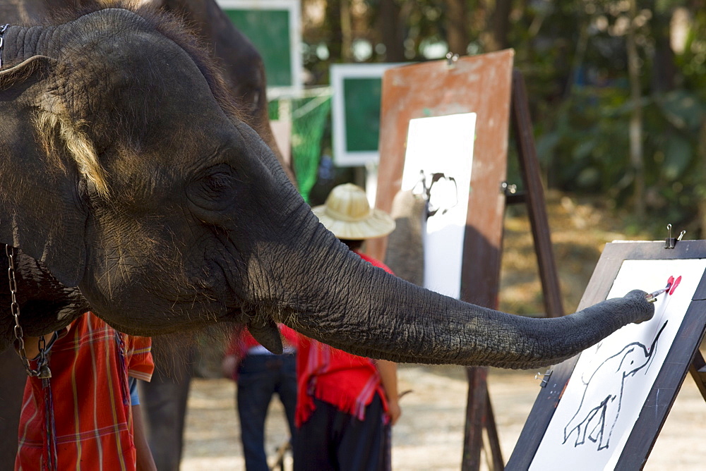 Elephant painting with its trunk, Mae Sa Elephant Camp, Chiang Mai, Thailand, Southeast Asia, Asia