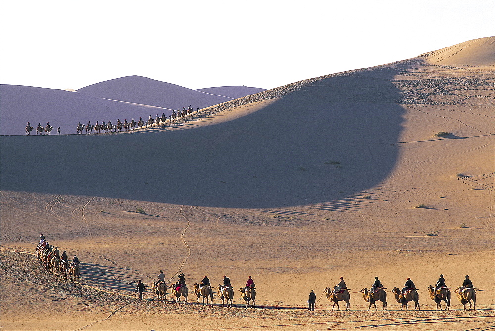 Tourists riding camels at Mount Mingshan, Dunhuang, Gansu Province, China, Asia