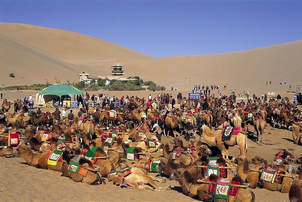 Camels at Mount Mingshan, Dunhuang, Gansu Province, China, Asia