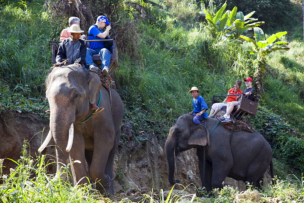 Tourist elephant trekking, Elephant Camp, Chiang Mai, Thailand, Southeast Asia, Asia