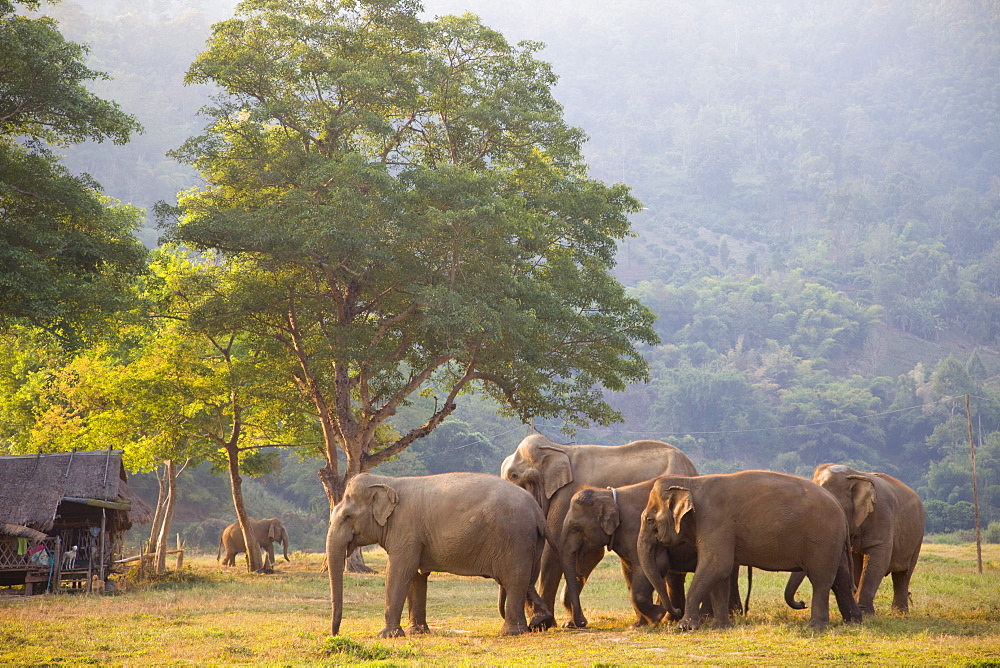 Elephants near Chiang Mai, Golden Triangle, Thailand, Southeast Asia, Asia