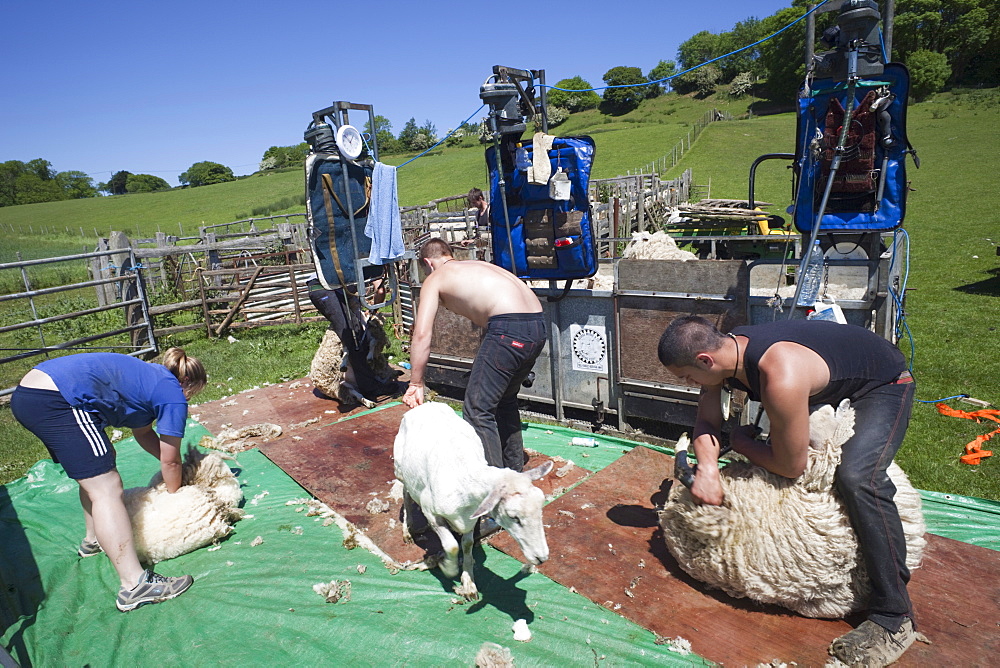 Sheep shearing, Romney Marsh, Kent, England, United Kingdom, Europe